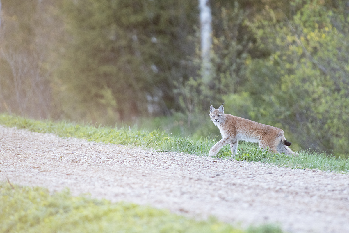 Ilves